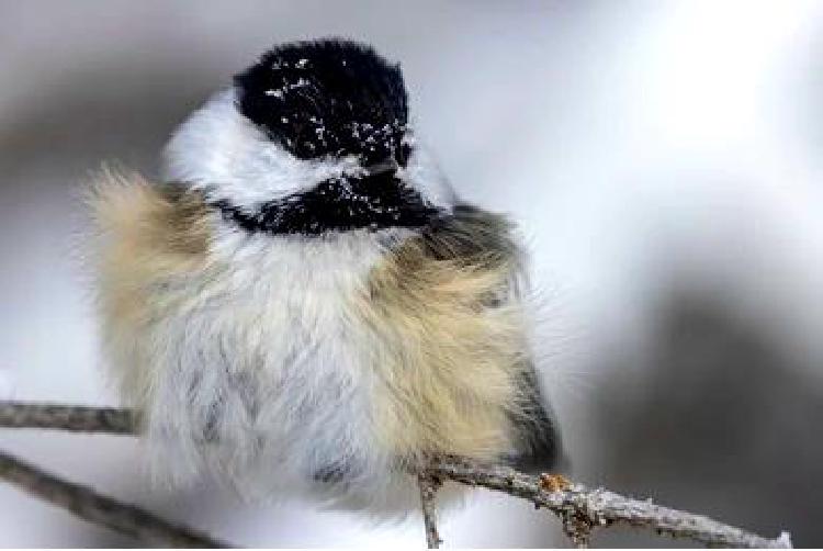 Пение для выживания: содержание птиц в природоохранной войне
