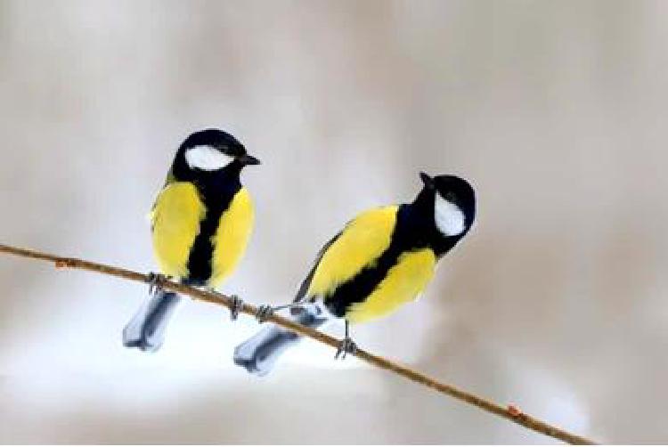 В компании перьев: Бережный подход к этикету наблюдения за птицами
