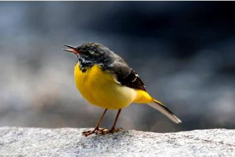 Список мест для наблюдения за птицами: Места по всему миру для незабываемых встреч с птицами