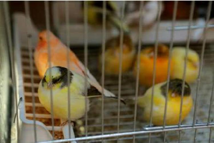 Свистите во время наблюдения: Звуковая идентификация птиц для наблюдателей