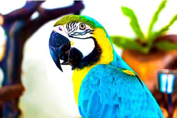Слушая перьями: путеводитель по пению птиц для любителей природы