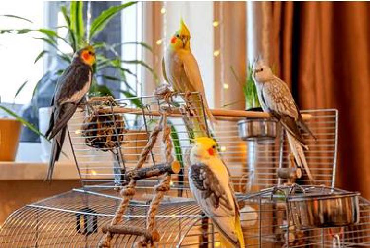 Игрушки для птиц своими руками: улучшение среды обитания вашей птицы