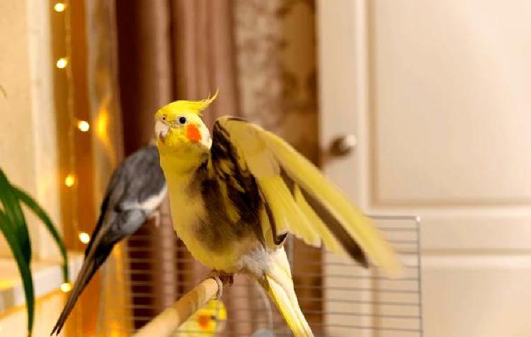 Открываем плейлист Nature: Советы по распознаванию звуков птиц