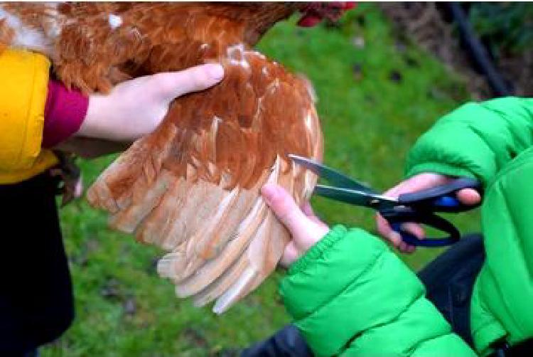 Сохранение крыльев: Искусство и наука реабилитации птиц, находящихся под угрозой исчезновения