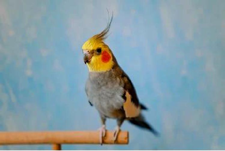 С края пропасти: Истории успеха в разведении и выращивании птиц, находящихся под угрозой исчезновения