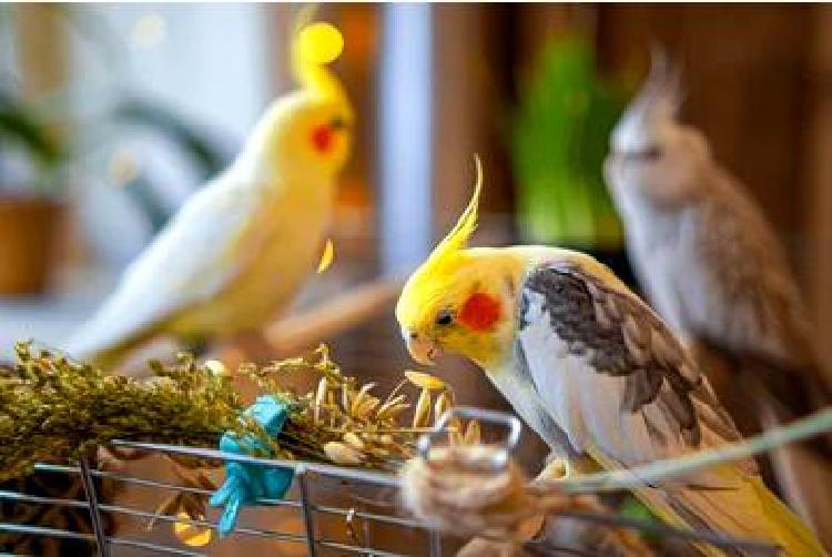 Искусство обогащения птиц: Баланс между безопасностью и стимуляцией