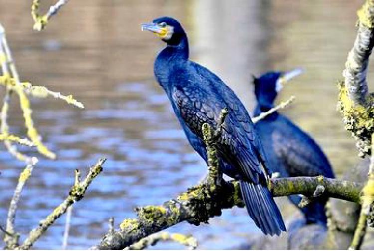 Сохранение красоты природы: Искусство таксидермии птиц