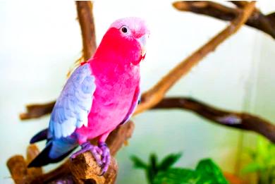 ### Важность понимания развития птиц